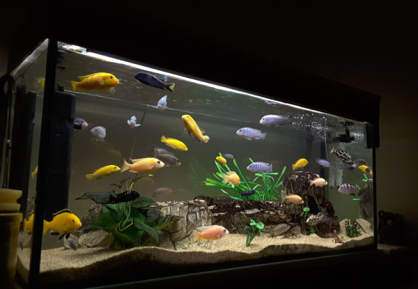 Aquarium outdoor dengan kolam air hangat dan ikan air tawar